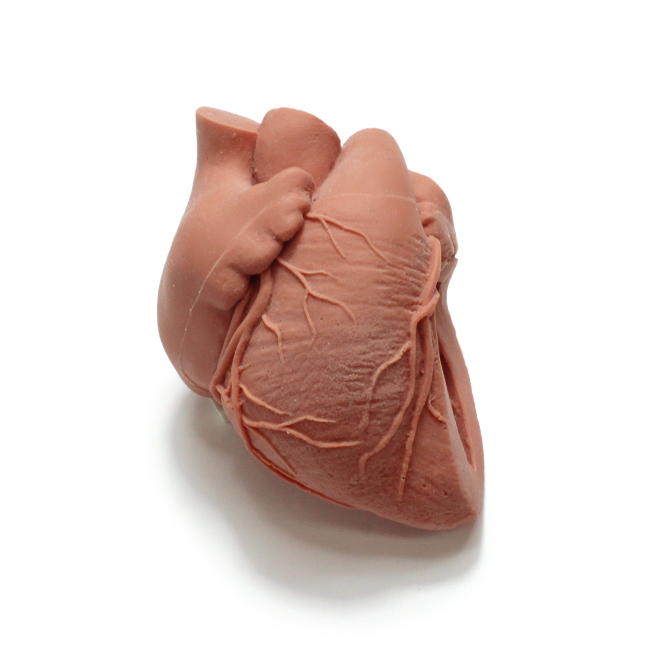 LVOT Demo Heart (#1210)