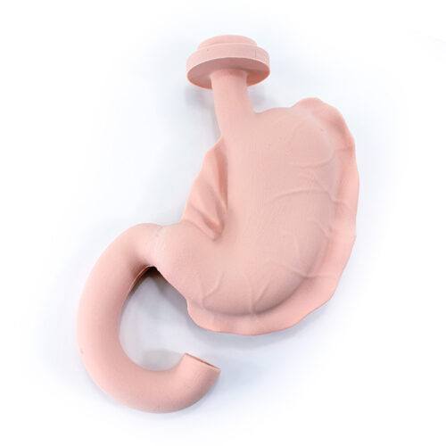 Stomach and Duodenum (#2088)