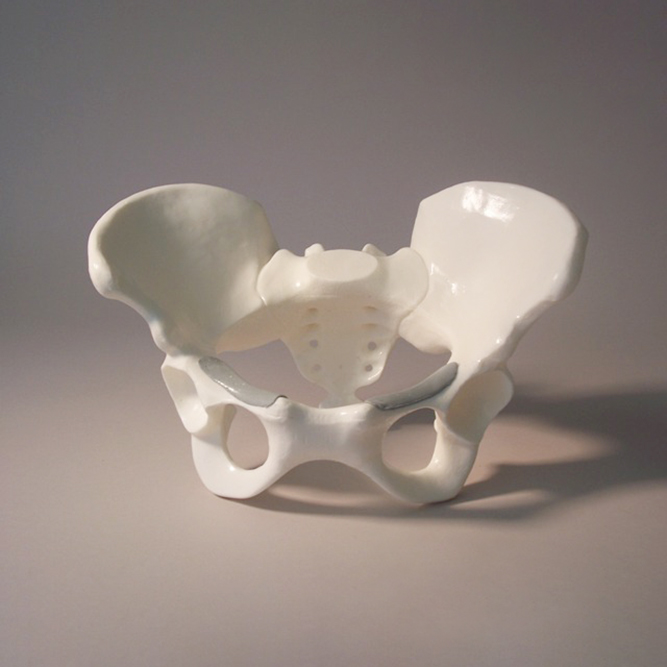 Female Pelvic Bone (#3013)