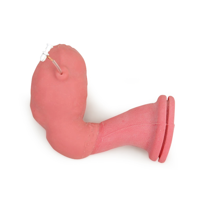 Replacement Uterus/Vaginal Canal (#3064)