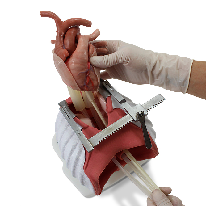 Sam Pediatric Cardiothoracic Module (#4095)