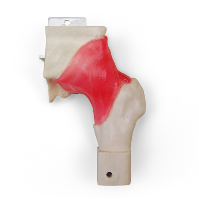 Hip Labrum Replacement Joint with Capsule (#6006)